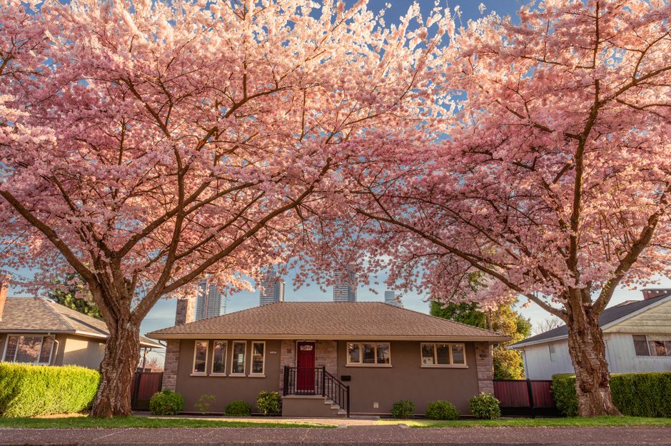 Cherry Tree Wood house removals East Finchley access guide